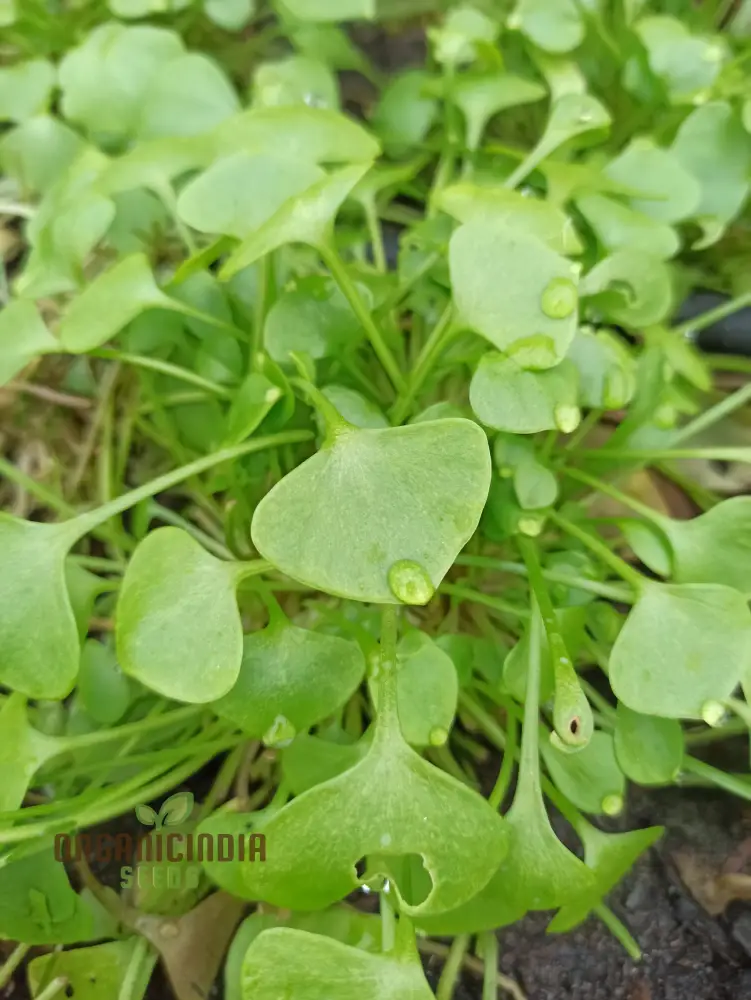 Winter Purslane Seeds – Nutritious & Hardy Greens for Winter Gardens - Image 3