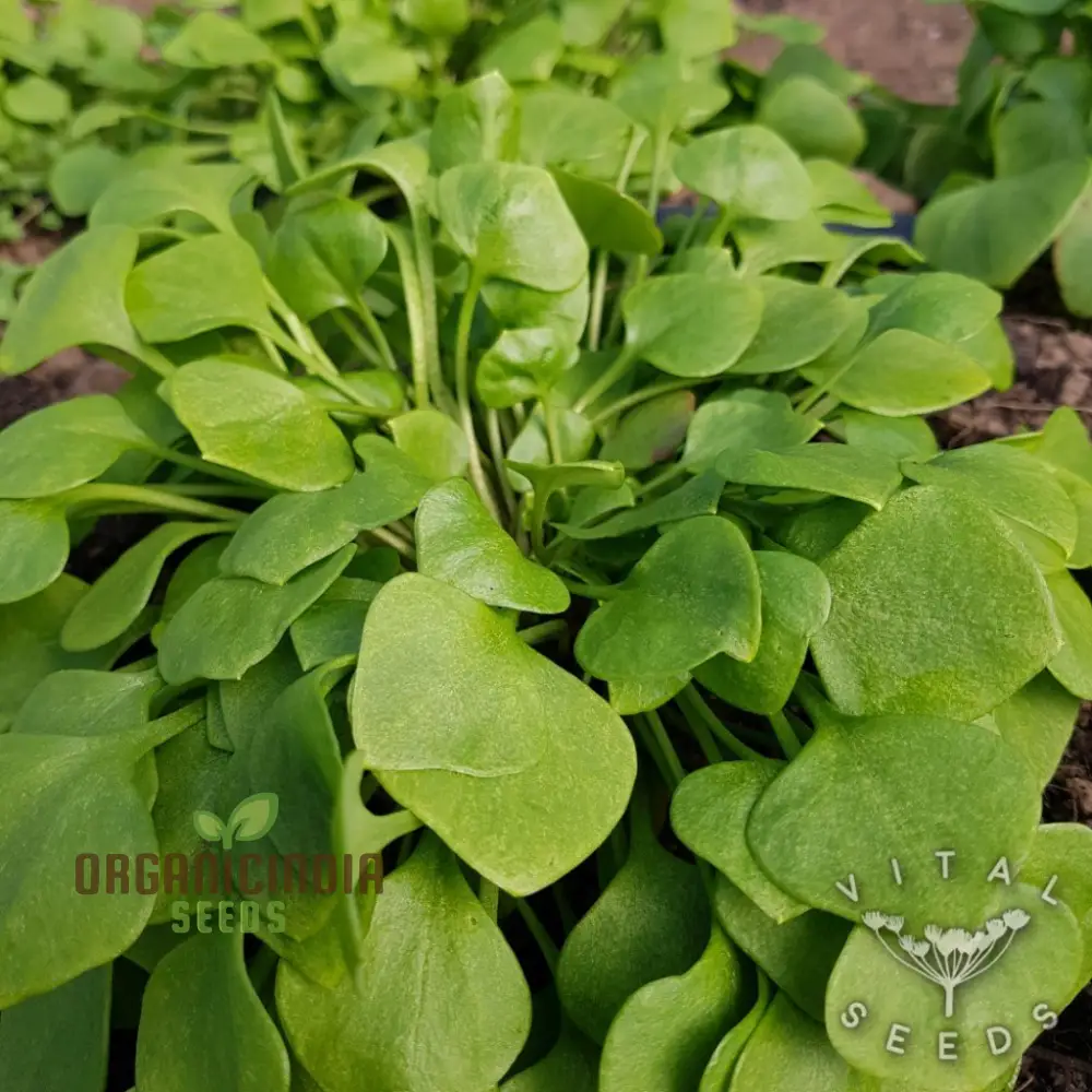 Winter Purslane Seeds – Nutritious & Hardy Greens for Winter Gardens - Image 4