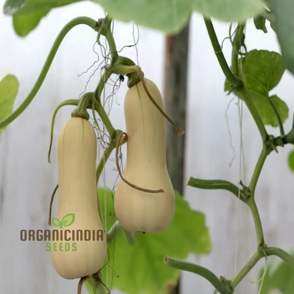 Winter Squash Butternut Waltham Seeds for Planting - Grow Sweet and Nutty Butternut Squash