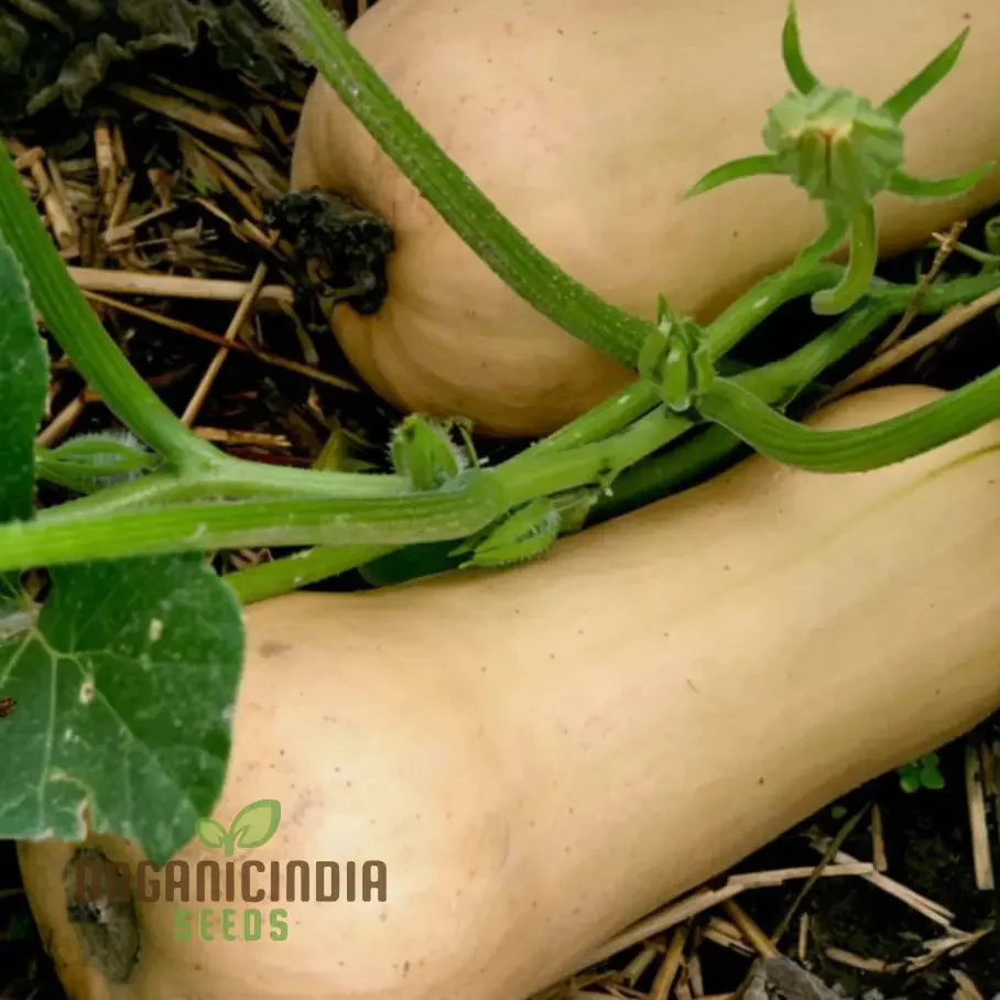 Winter Squash Butternut Waltham Seeds for Planting - Grow Sweet and Nutty Butternut Squash - Image 3