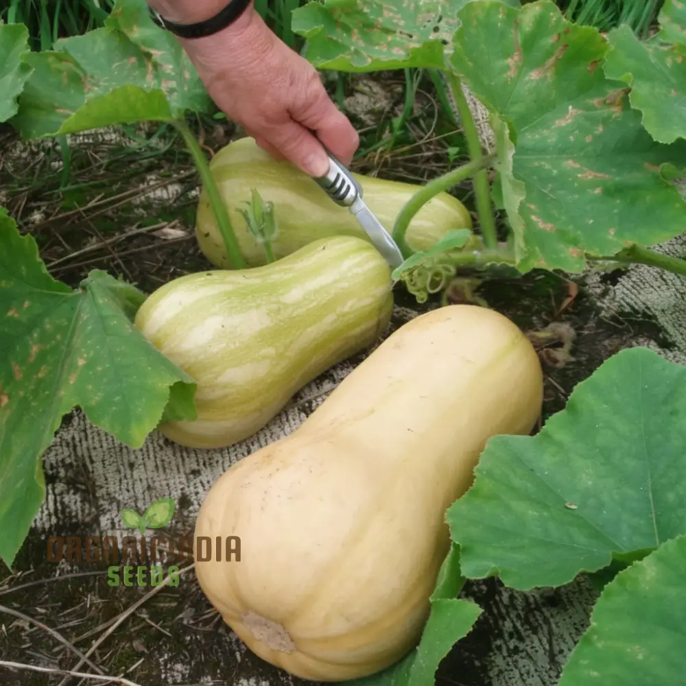 Winter Squash Butternut Waltham Seeds for Planting - Grow Sweet and Nutty Butternut Squash - Image 4