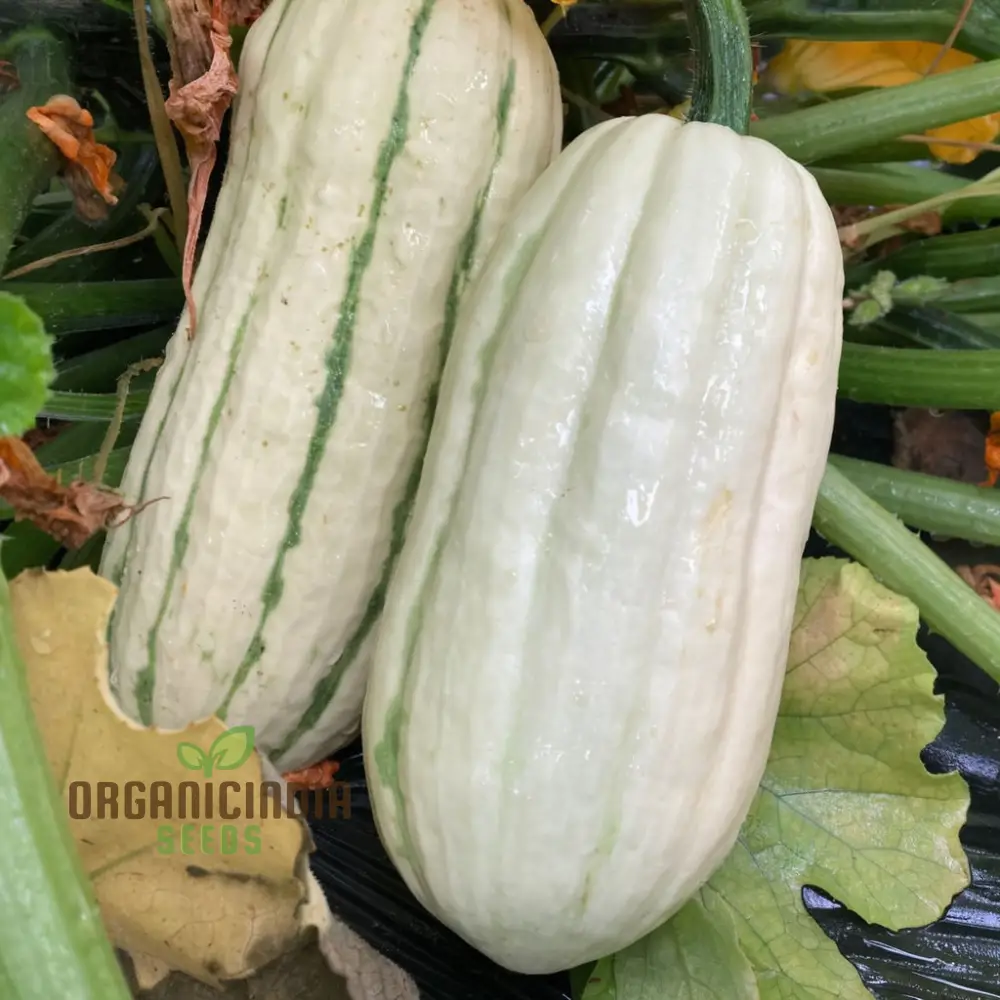 "Winter Squash Delicata Vegetable Seeds, Heirloom Sweet Flavor Ideal for Baking and Roasting