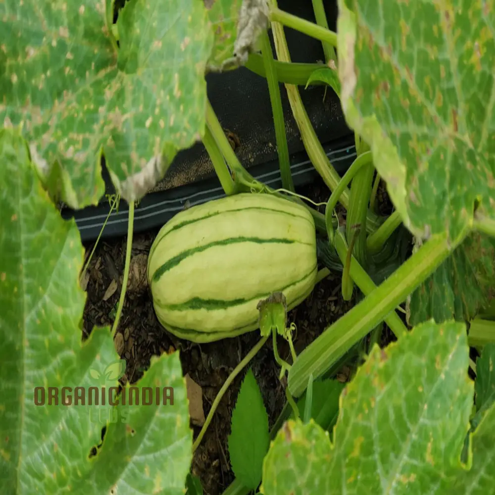 "Winter Squash Delicata Vegetable Seeds, Heirloom Sweet Flavor Ideal for Baking and Roasting - Image 3