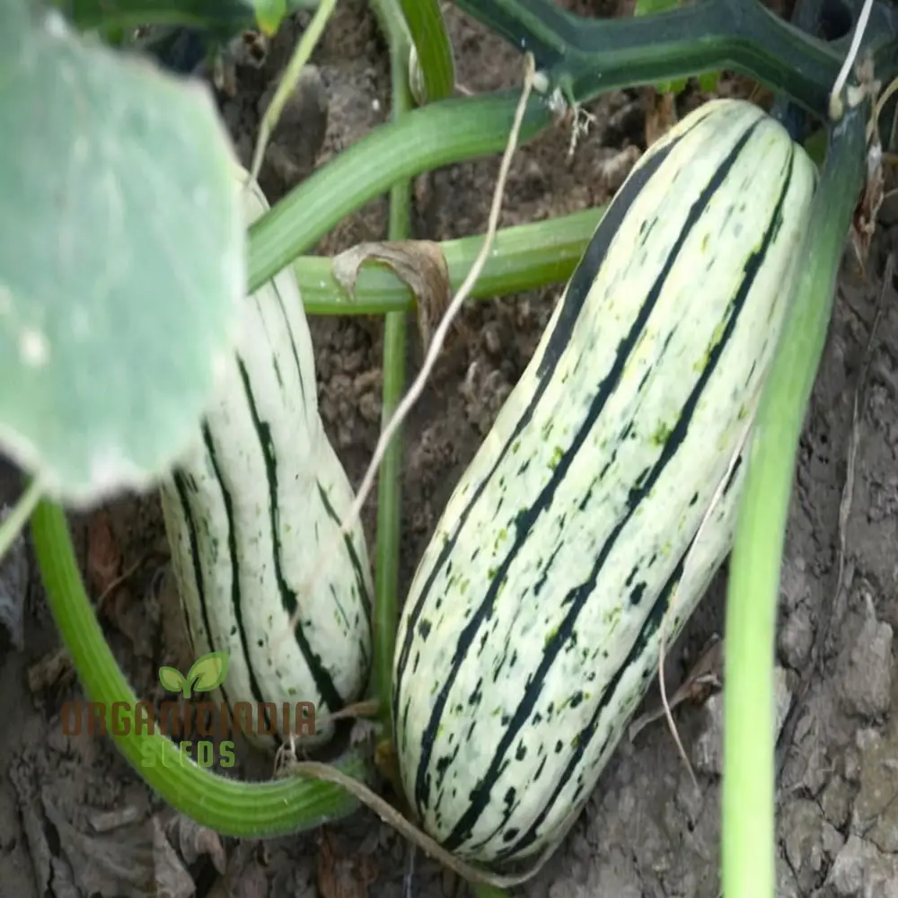 "Winter Squash Delicata Vegetable Seeds, Heirloom Sweet Flavor Ideal for Baking and Roasting - Image 4