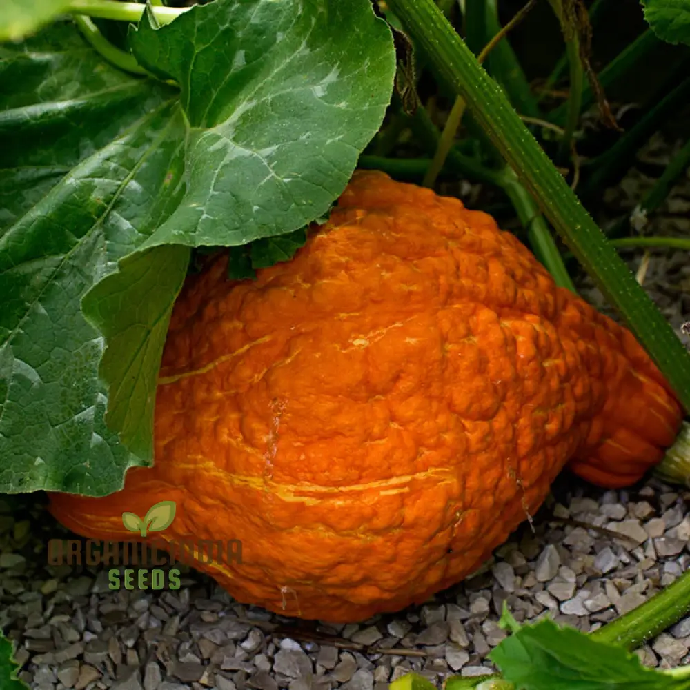 Winter Squash Golden Hubbard Seeds, Cultivating Nutritious and Flavorful Squash with Expert Tips for Successful Growth