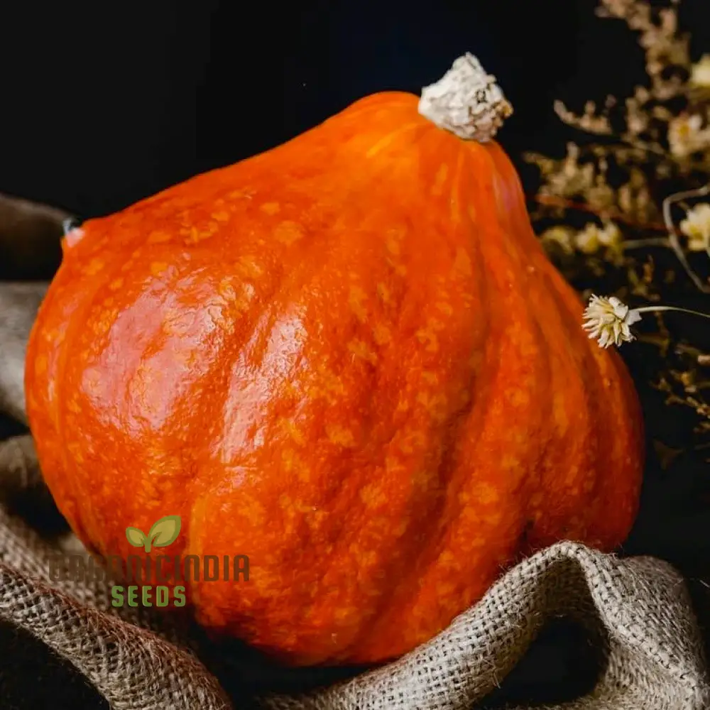 Winter Squash Golden Hubbard Seeds, Cultivating Nutritious and Flavorful Squash with Expert Tips for Successful Growth - Image 3