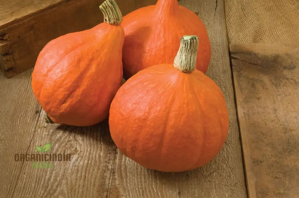 Winter Squash Golden Hubbard Seeds, Cultivating Nutritious and Flavorful Squash with Expert Tips for Successful Growth - Image 4