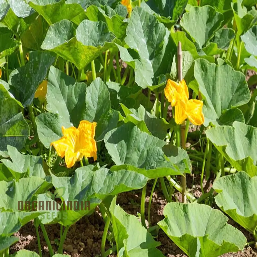 Winter Squash Goldilocks vegetable Seeds, High-Yield Sweet Flavor Perfect for Home and Garden - Image 4