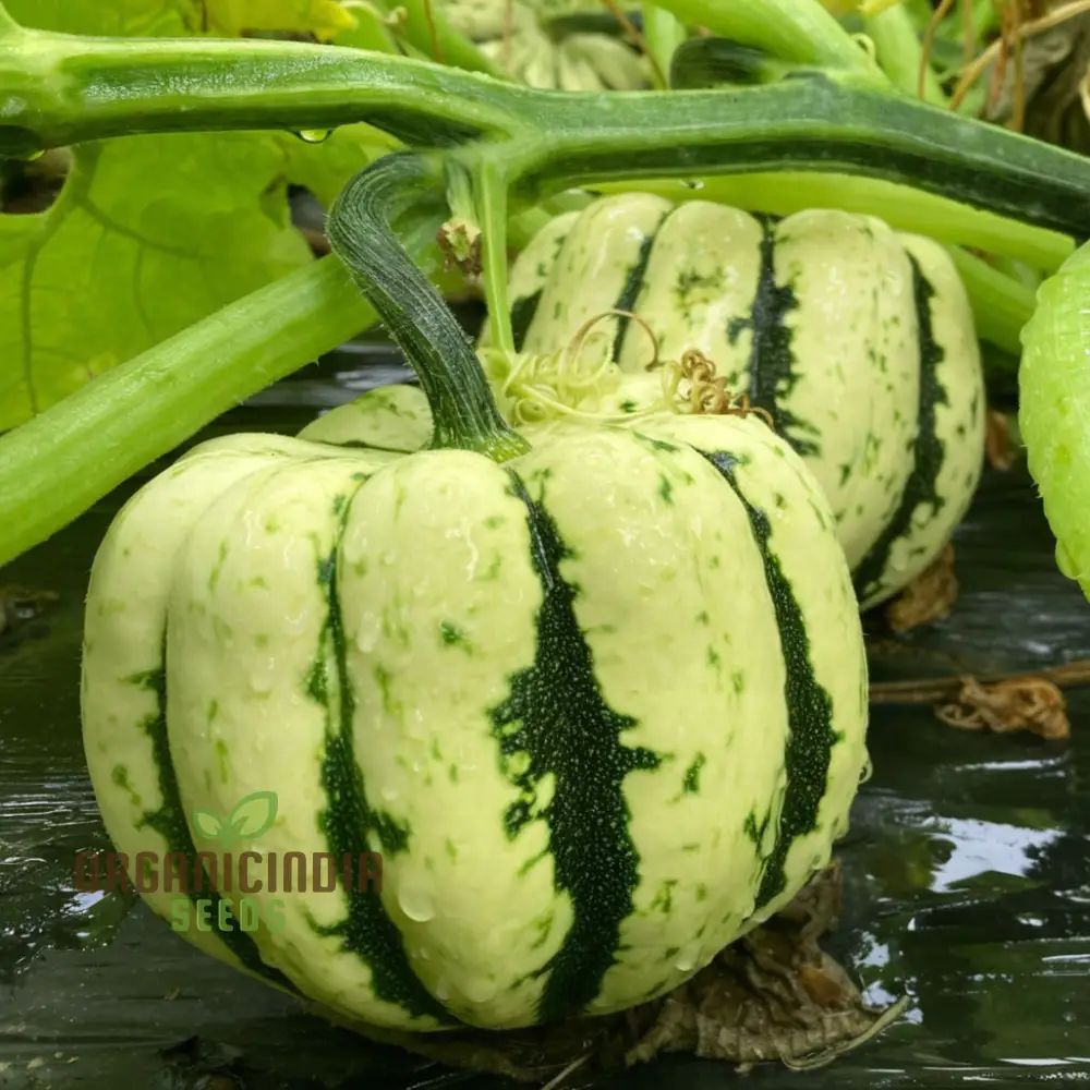 Winter Squash Heart of Gold vegetable Seeds, Heirloom Varieties for Home Gardening