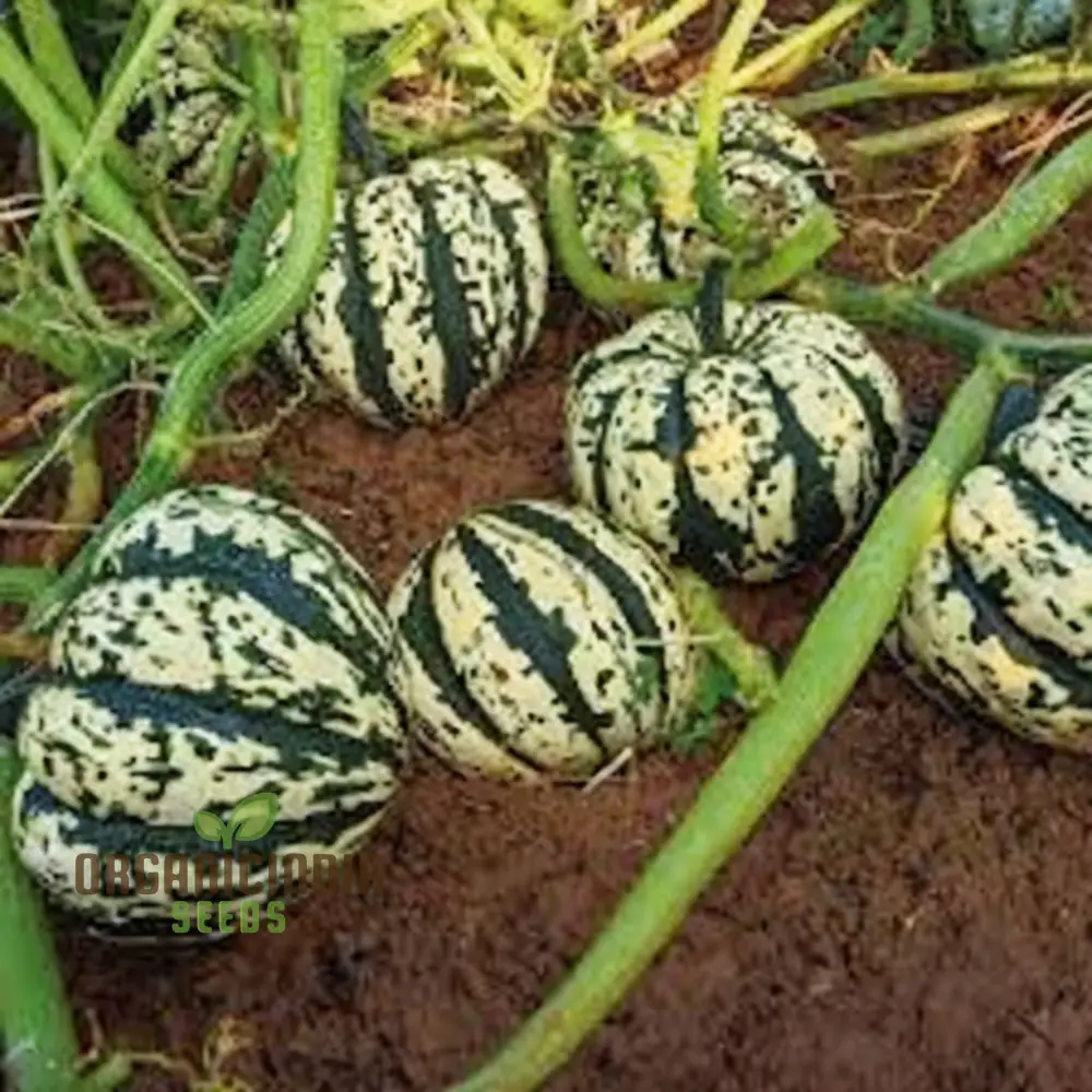 Winter Squash Heart of Gold vegetable Seeds, Heirloom Varieties for Home Gardening - Image 4