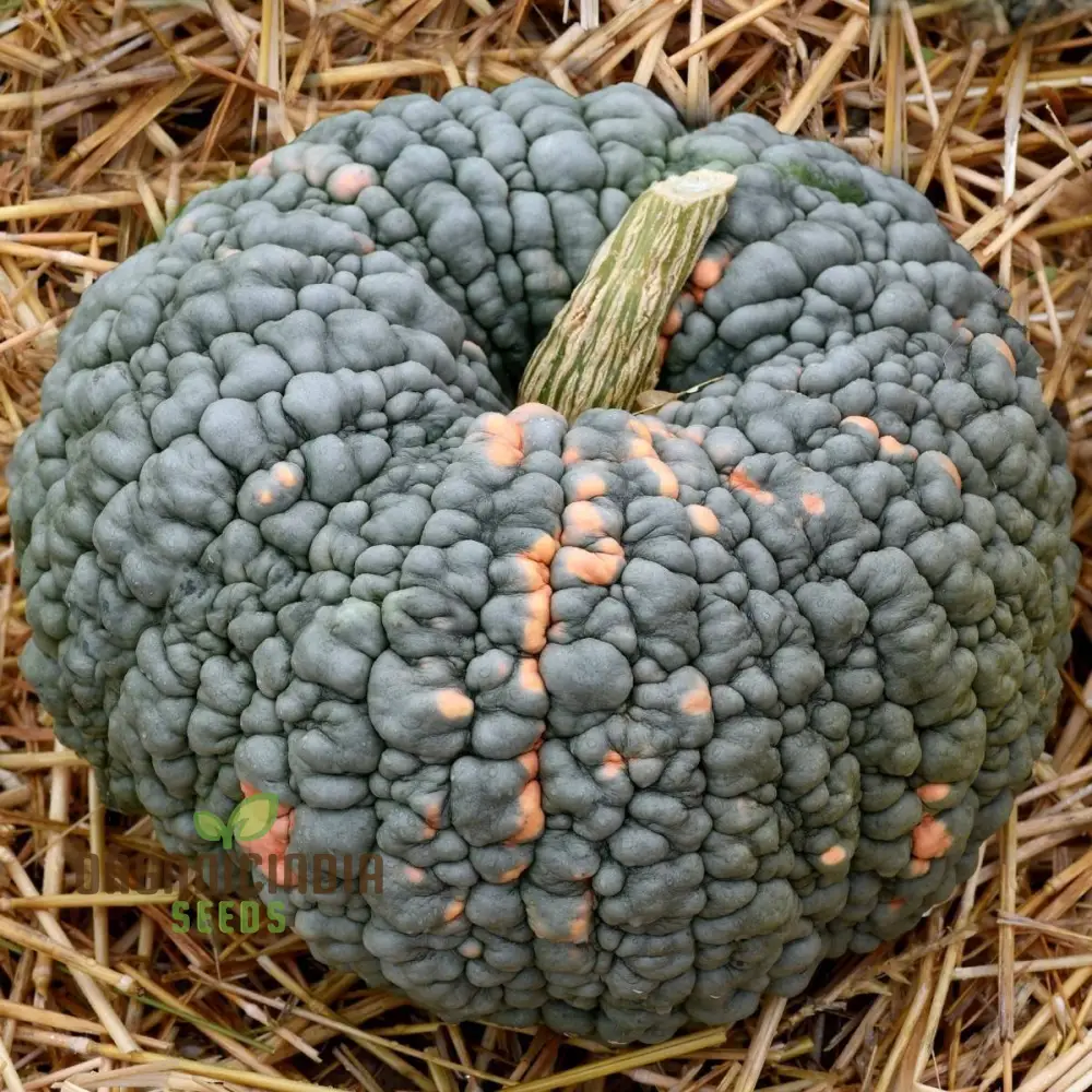 Winter Squash Marina di Chioggia Seeds For Planting - Heirloom Variety for Gardening Enthusiasts and Winter Harvests