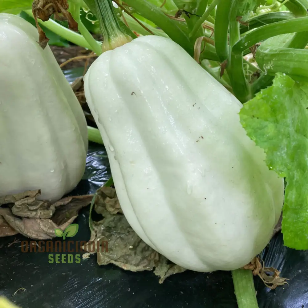 Winter Squash Mashed Potatoes Vegetable Seeds, Heirloom Varieties for Your Garden