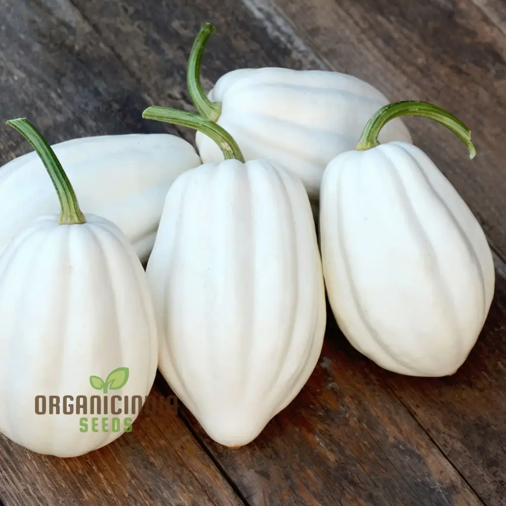 Winter Squash Mashed Potatoes Vegetable Seeds, Heirloom Varieties for Your Garden - Image 3