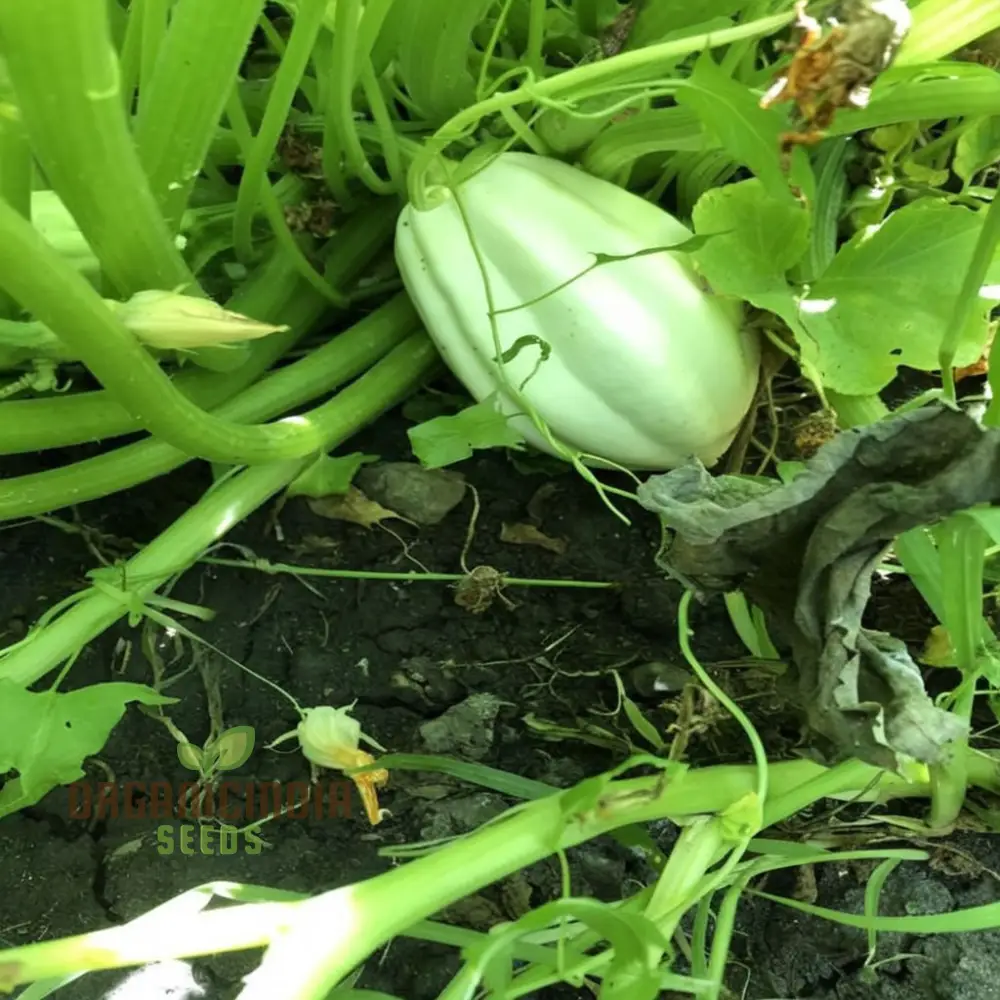 Winter Squash Mashed Potatoes Vegetable Seeds, Heirloom Varieties for Your Garden - Image 4