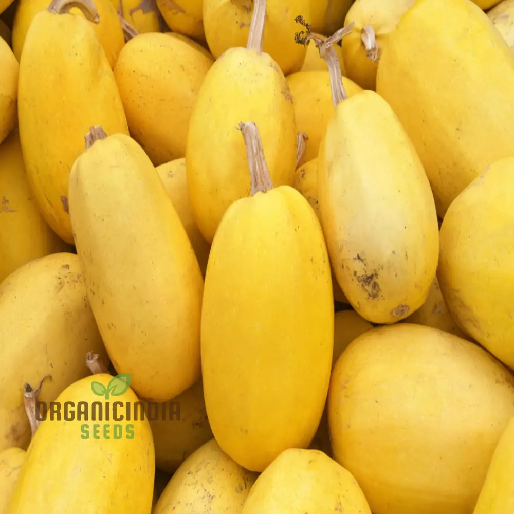 Winter Squash Spaghetti Seeds, Heirloom Vegetable Seeds for Planting in Your Garden