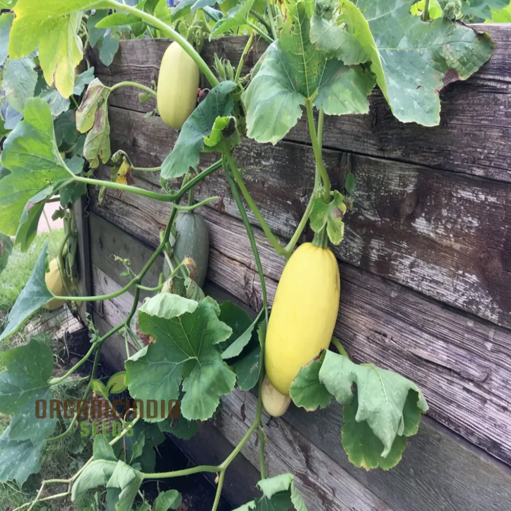 Winter Squash Spaghetti Seeds, Heirloom Vegetable Seeds for Planting in Your Garden - Image 3