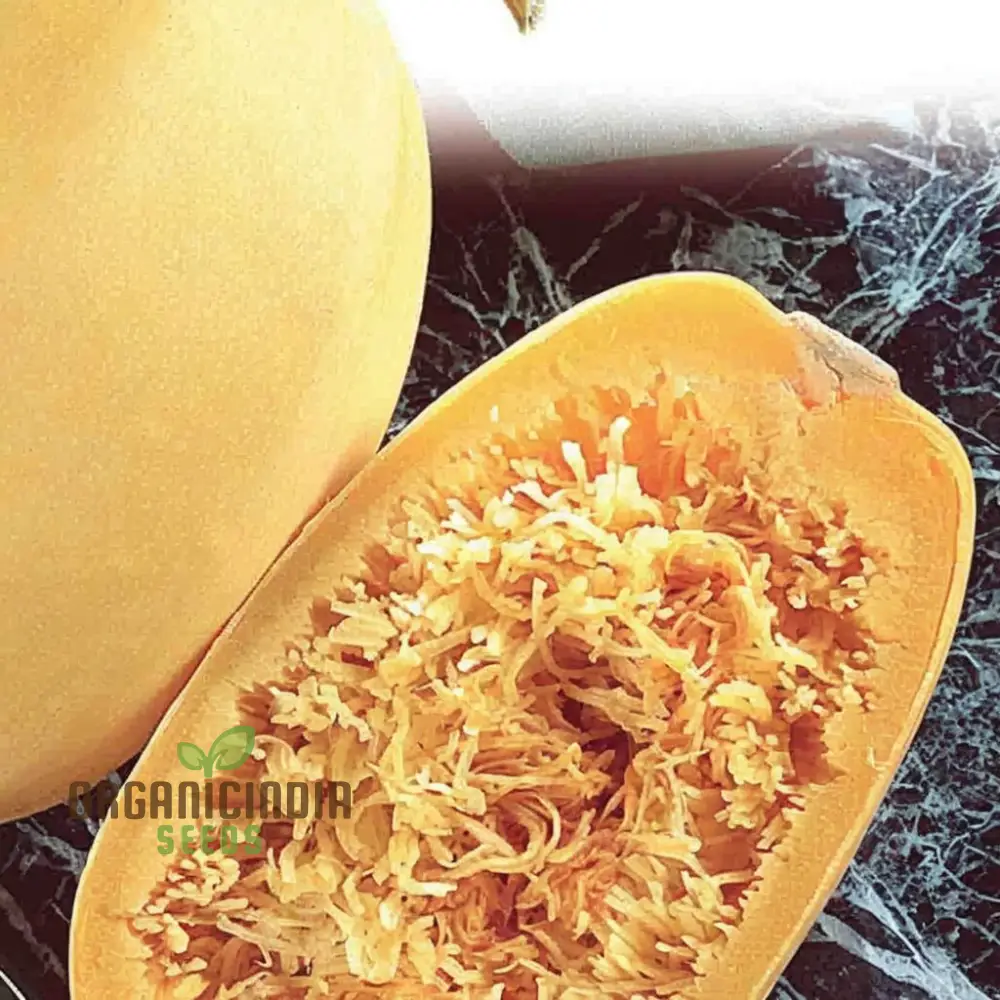 Winter Squash Spaghetti Seeds, Heirloom Vegetable Seeds for Planting in Your Garden - Image 4
