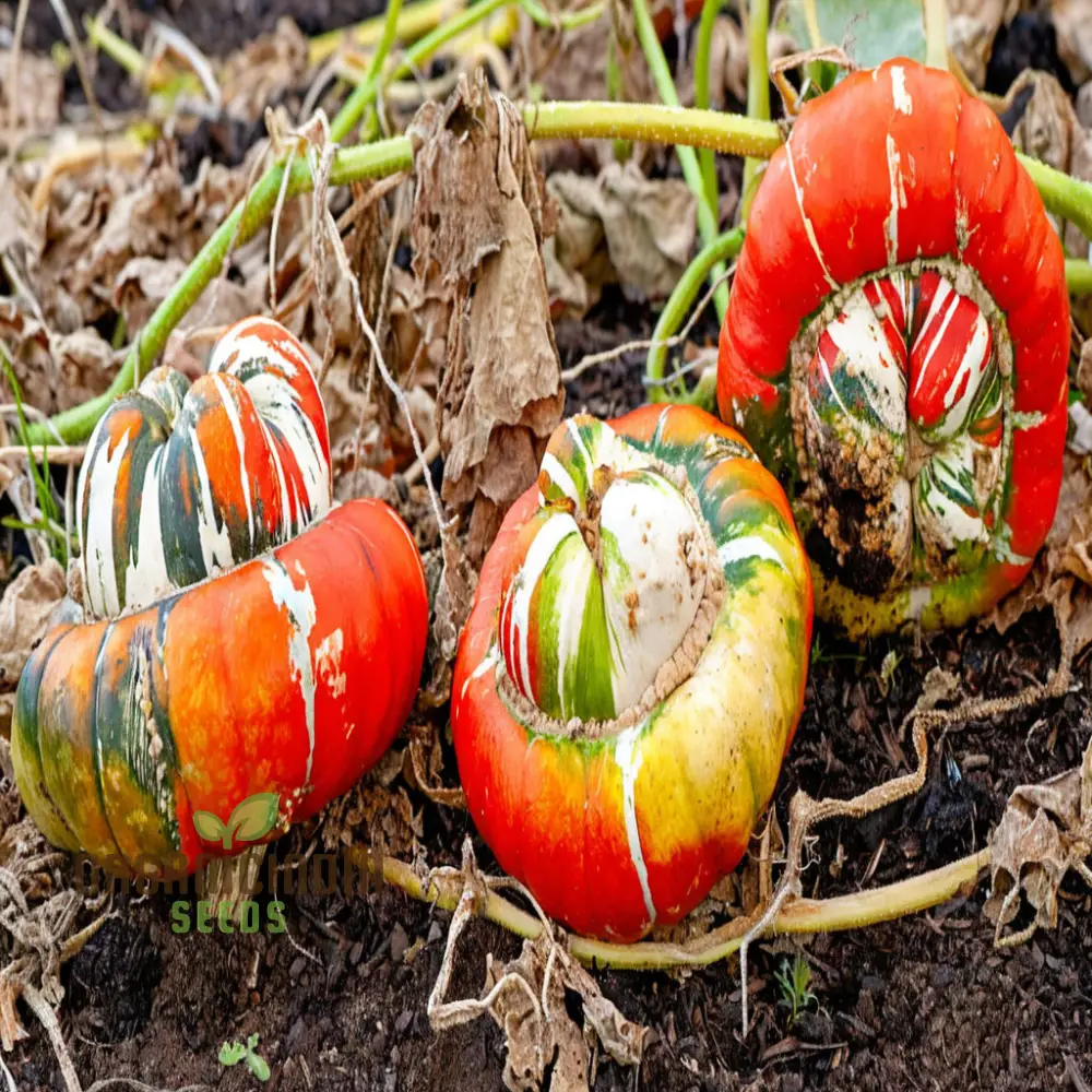 Winter Squash Turks Turban Seeds - Heirloom Vegetable Seeds for Fall Planting