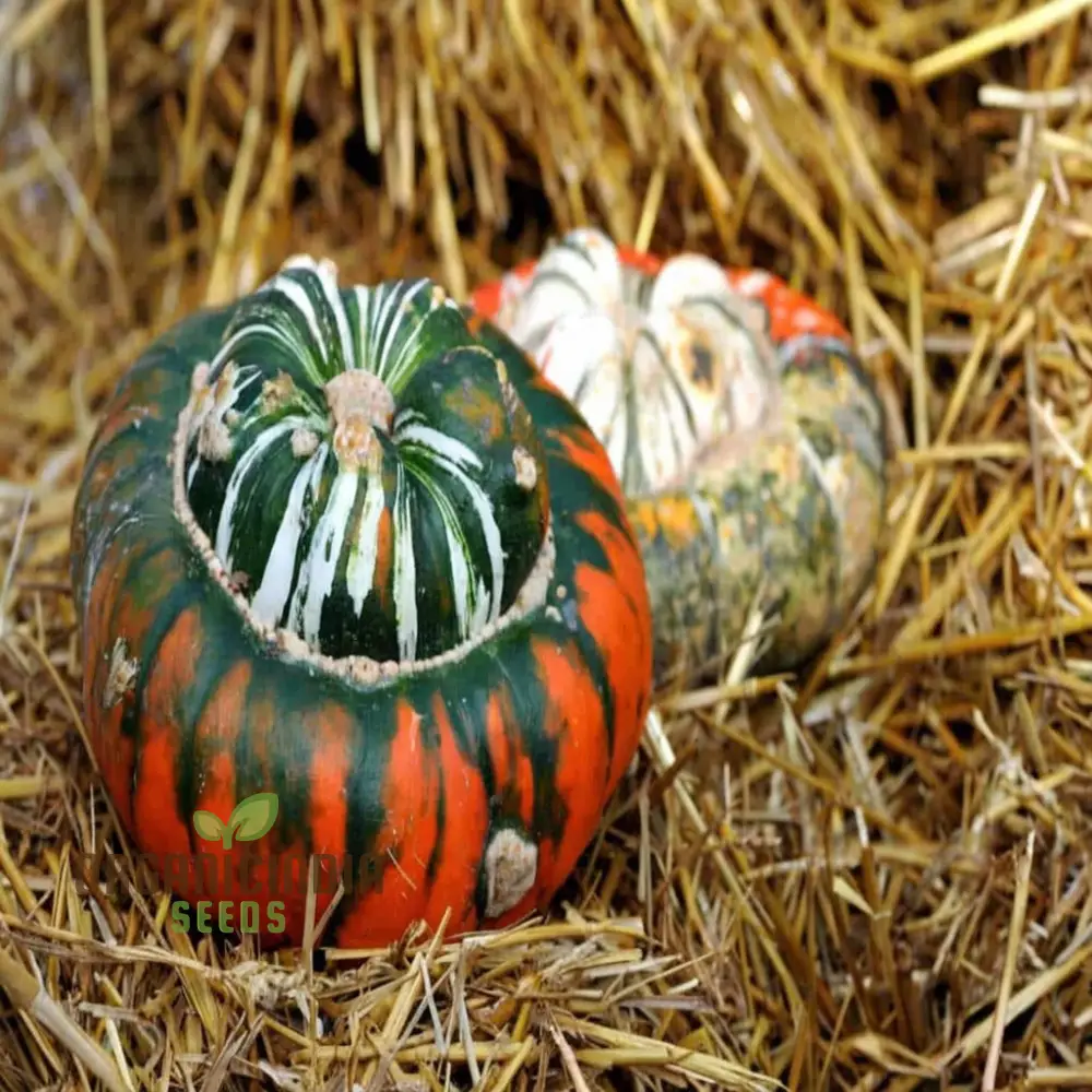 Winter Squash Turks Turban Seeds - Heirloom Vegetable Seeds for Fall Planting - Image 3