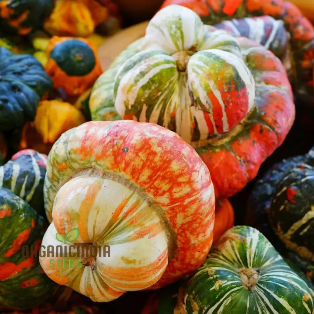 Winter Squash Turks Turban Seeds - Heirloom Vegetable Seeds for Fall Planting - Image 4