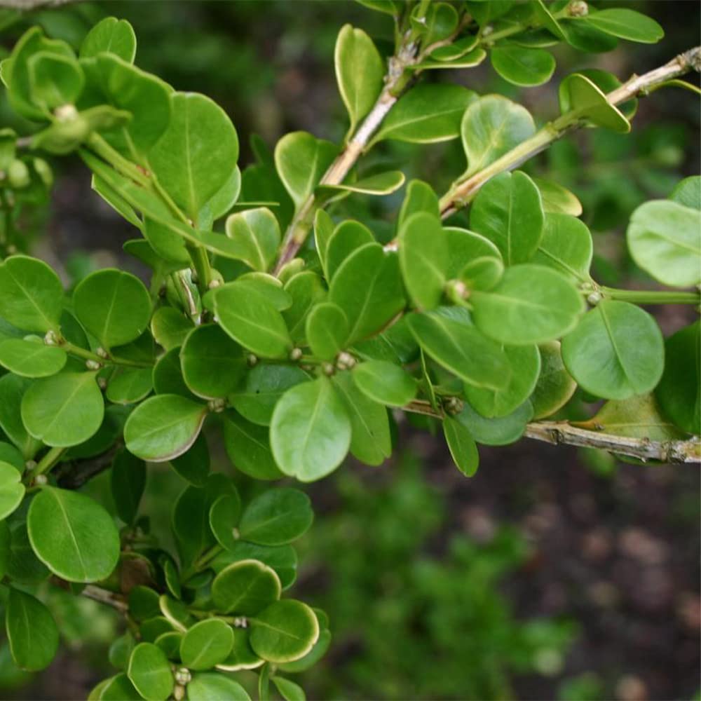 Wintergreen Japanese Boxwood Seeds – Buxus microphylla Evergreen Hedge for Borders & Landscaping - Image 2