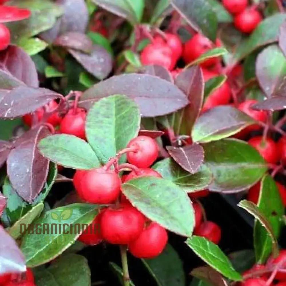 Wintergreen Seeds (Gaultheria Procumbens) for Planting