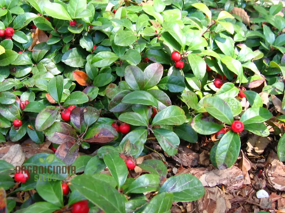 Wintergreen Seeds (Gaultheria Procumbens) for Planting - Image 3
