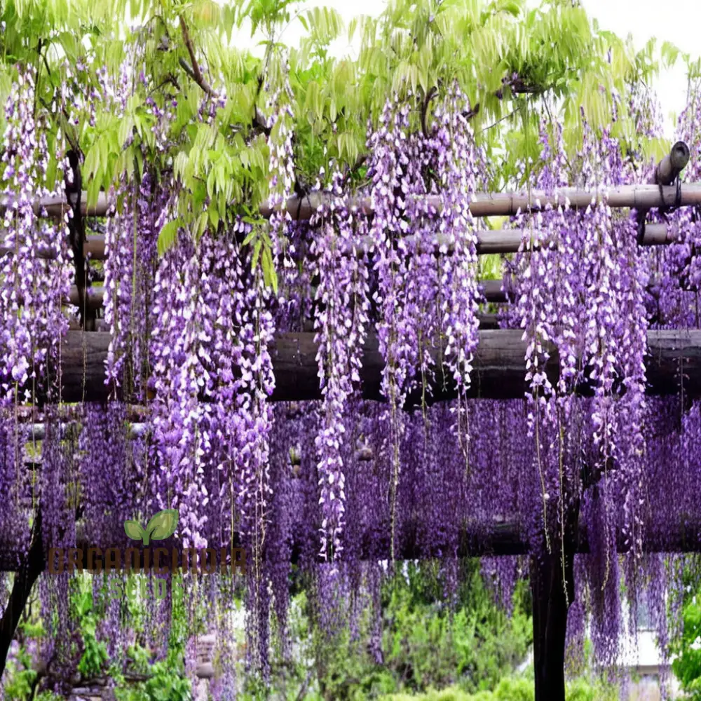 Wisteria Flower Seeds - Elegant Vines for Timeless Garden Beauty