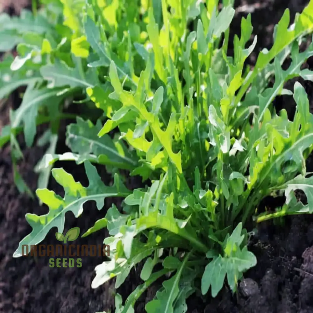 Rocket Salad Cultivated Vegetable Seeds (Eruca sativa), A Comprehensive Guide to Growing Flavorful Greens Planting and Gardening