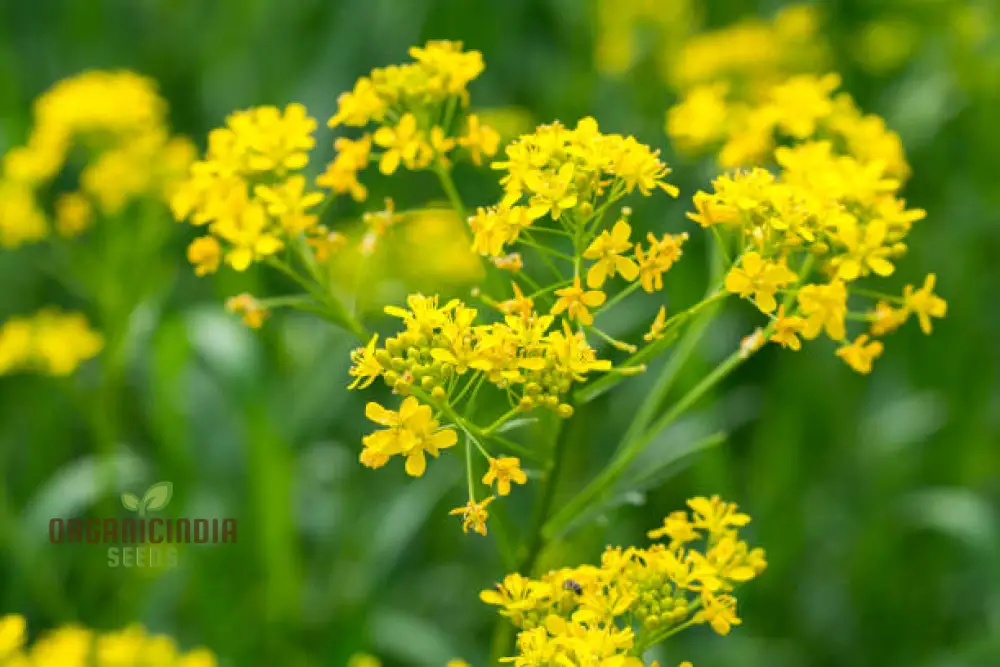 Woad Flower Seeds – Premium Isatis Tinctoria Variety for Garden Planting