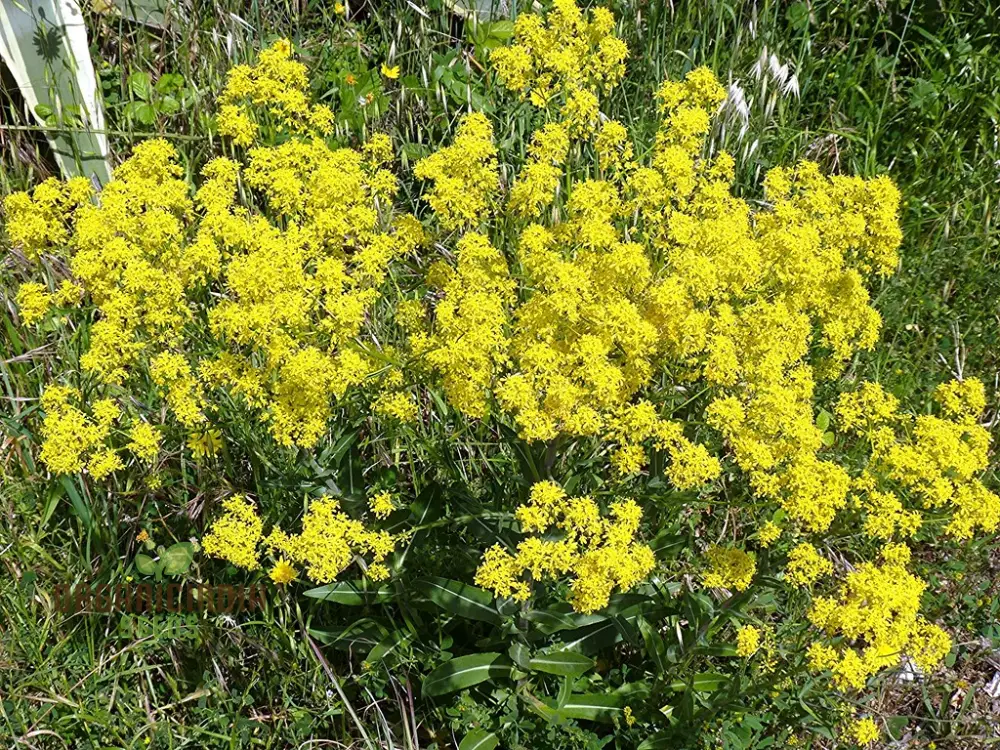 Woad Flower Seeds – Premium Isatis Tinctoria Variety for Garden Planting - Image 3