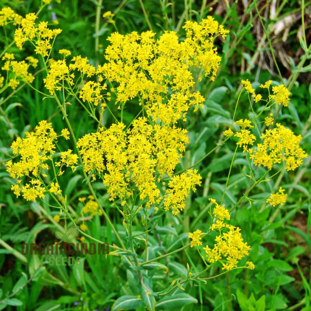Woad Flower Seeds – Premium Isatis Tinctoria Variety for Garden Planting - Image 4