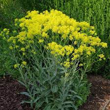 Woad Flower Seeds – Premium Isatis Tinctoria Variety for Garden Planting - Image 5