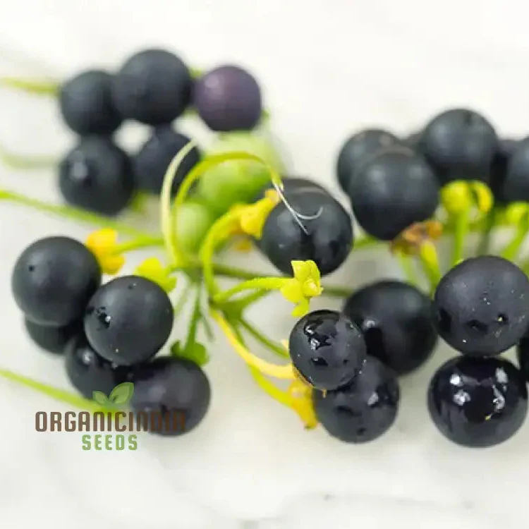 Wonderberry Seeds - Planting and Gardening Delight | Organic Gardening Seeds