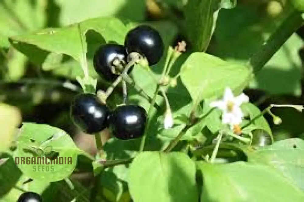 Wonderberry Seeds - Planting and Gardening Delight | Organic Gardening Seeds - Image 3