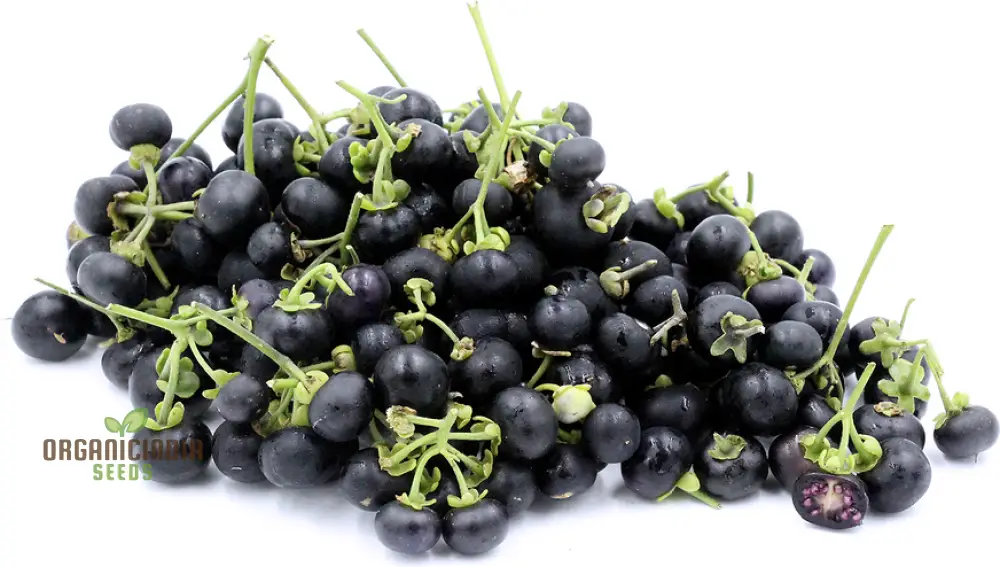 Wonderberry Seeds - Planting and Gardening Delight | Organic Gardening Seeds - Image 4