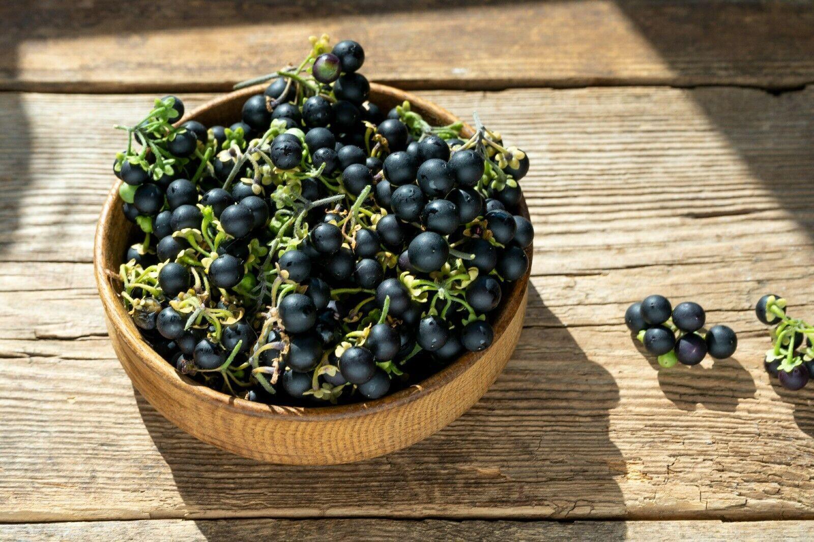 Wonderberry Sunberry Fruit Shrub Seeds - Image 3