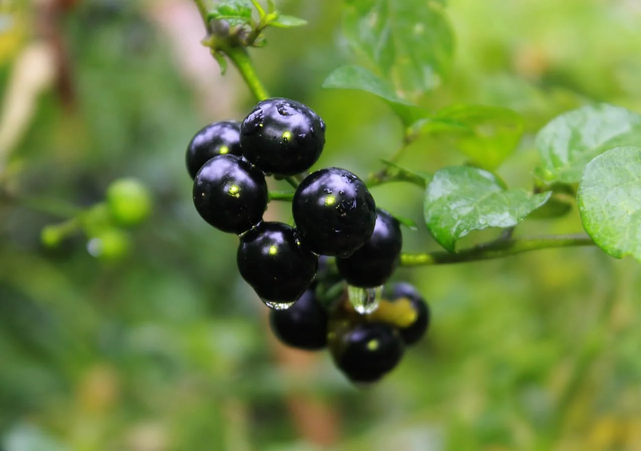 Wonderberry Sunberry Fruit Shrub Seeds - Image 4