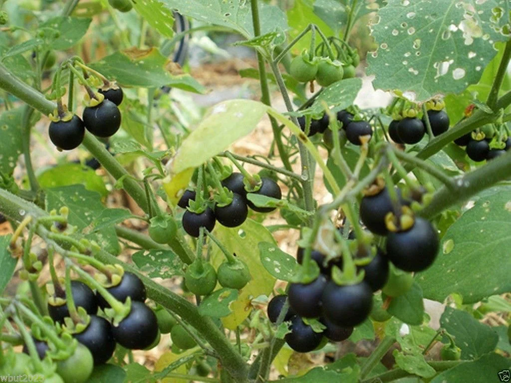 Wonderberry Sunberry Fruit Shrub Seeds - Image 5