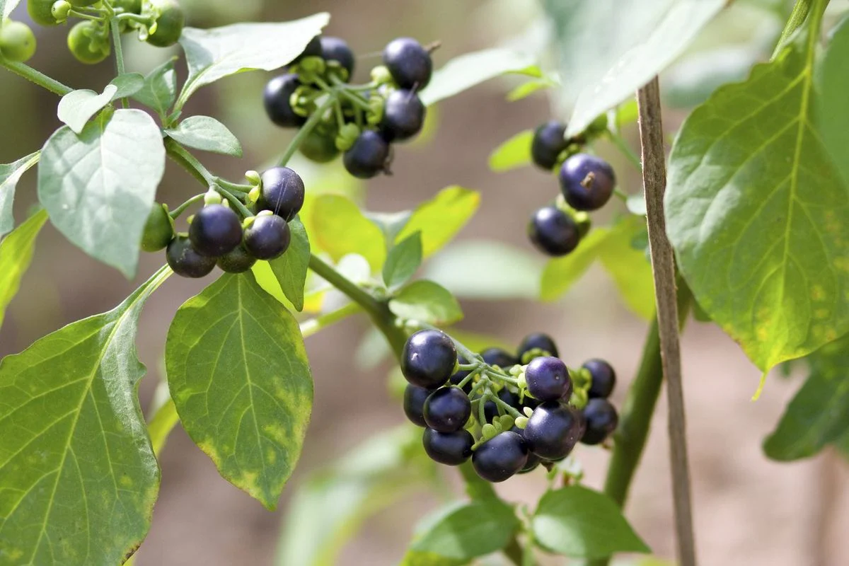 Wonderberry Sunberry Fruit Shrub Seeds - Image 6