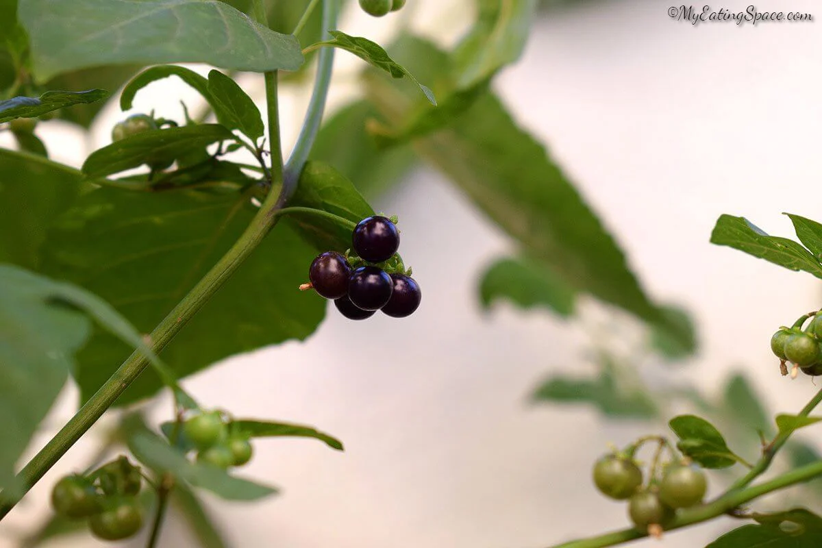 Wonderberry Sunberry Fruit Shrub Seeds - Image 7