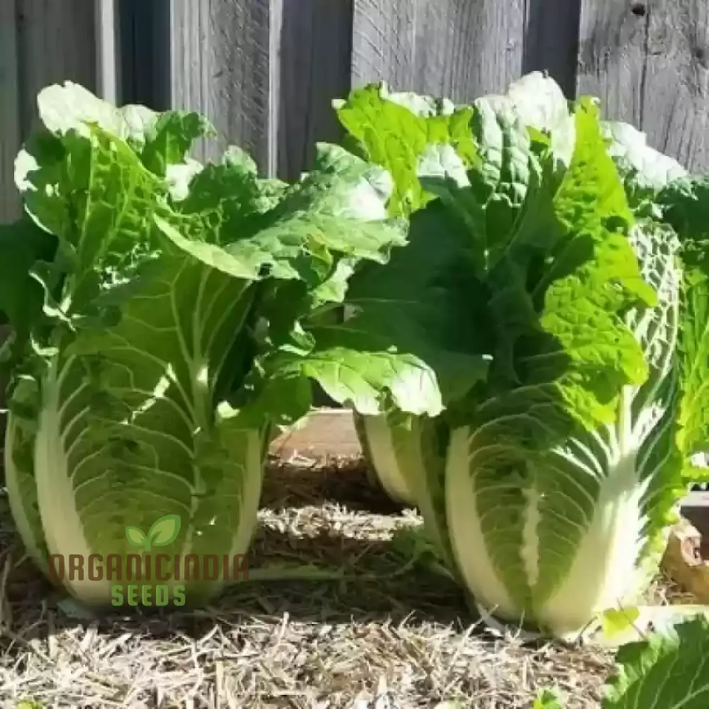 Wong Bok Seeds - Premium Quality Seeds for Planting in Your Garden