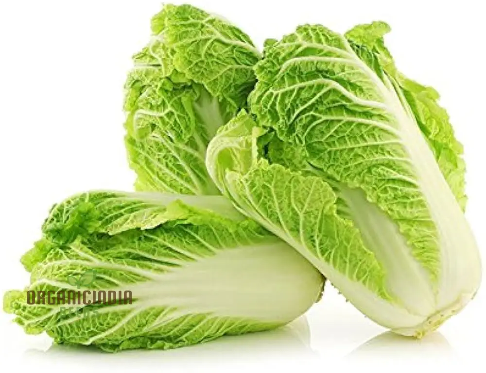Wong Bok Seeds - Premium Quality Seeds for Planting in Your Garden - Image 3