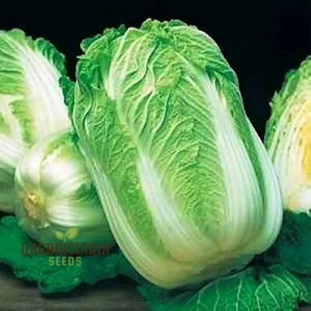 Wong Bok Seeds - Premium Quality Seeds for Planting in Your Garden - Image 5