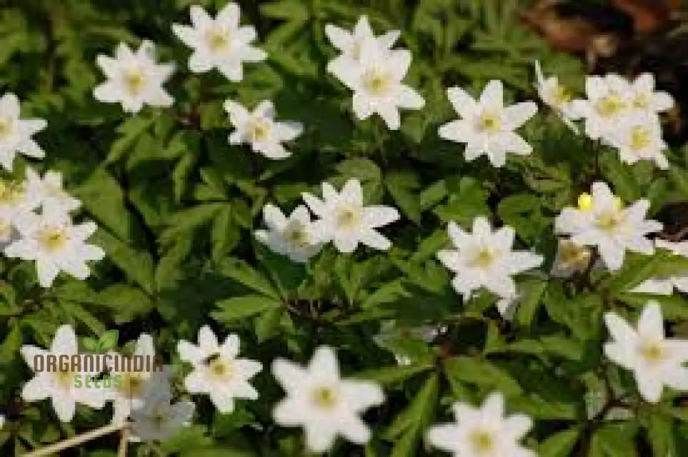 Wood Anemone (Anemone nemorosa) Seeds For Planting, Delicate Spring-Blooming Perennial for Shade Gardens, Ideal for Woodland Landscapes and Naturalizing in Moist, Well-Drained Soils - Image 3