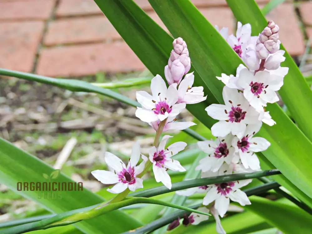 Wurmbea Stricta Seeds – Rare Garden Variety for Planting