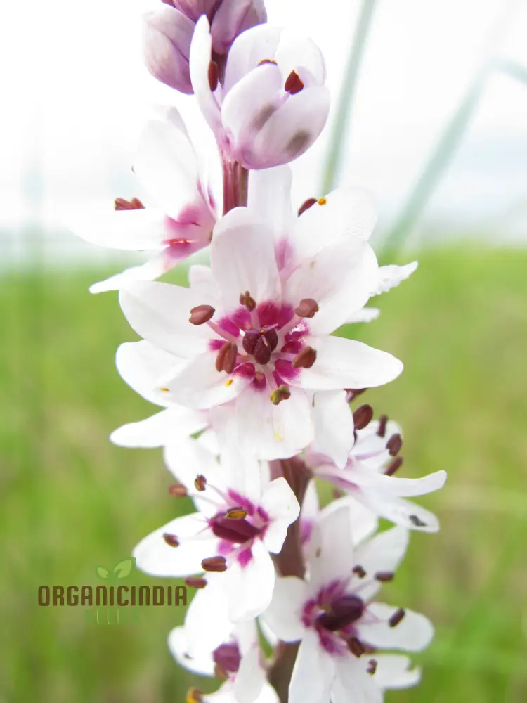 Wurmbea Stricta Seeds – Rare Garden Variety for Planting - Image 3