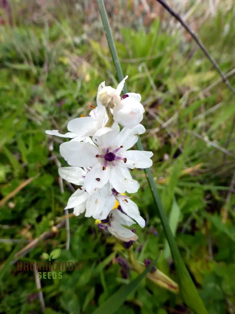 Wurmbea Stricta Seeds – Rare Garden Variety for Planting - Image 4