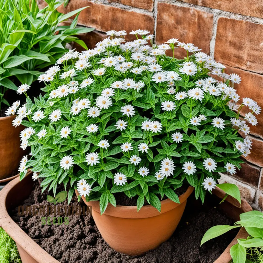 Xeranthemum Annuum Flower Seeds , Drought-Tolerant Garden Blooms, High-Quality Annuum Flower Seeds