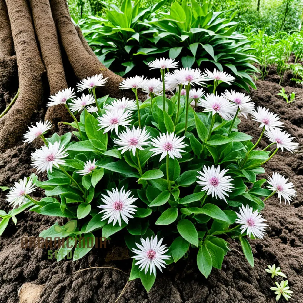 Xeranthemum Annuum Flower Seeds , Drought-Tolerant Garden Blooms, High-Quality Annuum Flower Seeds - Image 3